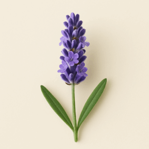 Air Freshener Lavande