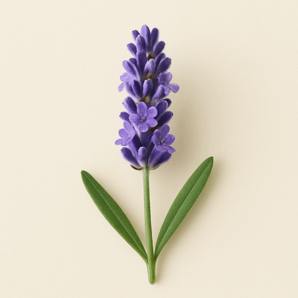 Air Freshener Lavande
